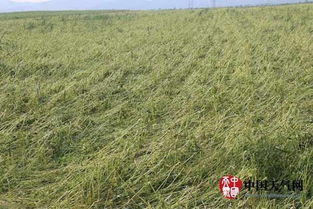 体积重与附加费的动态叠加效应