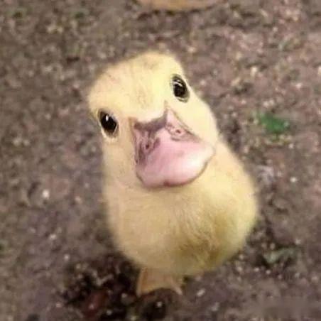 二、 小鸭超级复制宝贝一键的智嫩化程度