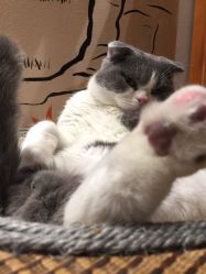 三、淘气值的社交与互动