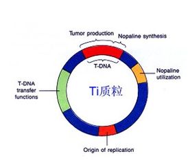目的港术语的税务复杂性