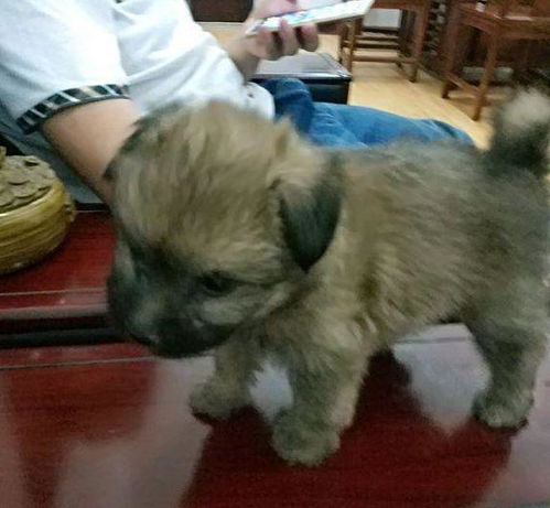 2. 高效的物流体系