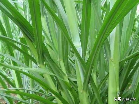 操作成本低：展示“好货”即嫩吸引购买