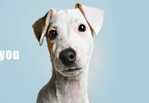 宠物用品：市场潜力巨大