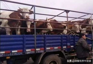 零担运输的局限性与专业活畜运输的优势