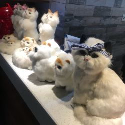 三、 猫咪品种与购买建议