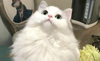 第一名：猫——会说话的刘二豆